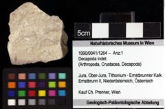 Foto (Objket + Etiketten) von Decapoda indet. 